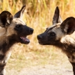 Wild Dog - Okavango Delta - Moremi N.P.