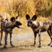 Wild Dog - Okavango Delta - Moremi N.P.