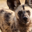 Wild Dog - Okavango Delta - Moremi N.P.