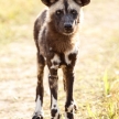 Wild Dog - Okavango Delta - Moremi N.P.
