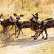 Wild Dog - Okavango Delta - Moremi N.P.