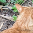 Cat Hunting Snake