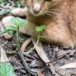 Cat Hunting Snake