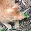 Cat Hunting Snake