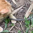 Cat Hunting Snake