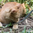 Cat Hunting Snake