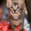Kitten