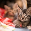 Kitten