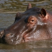 Hippo - Serengeti, Tanzania, Africa