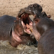 Hippo - Serengeti, Tanzania, Africa