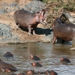 Hippo - Serengeti, Tanzania, Africa
