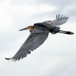 Goliath Heron - Lake Opeta - Uganda, Africa