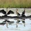 Cormorant - Lake Anapa - Uganda, Africa