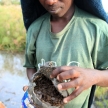 Ants - Uganda, Africa