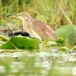 Wildlife - Bisina Wetlands - Uganda, Africa