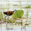 Wildlife - Bisina Wetlands - Uganda, Africa