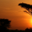 Acacia Tree Sunset, Serengeti, Africa
