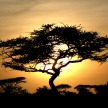 Acacia Tree Sunset, Serengeti, Africa