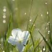 Morning Dew and White Flower, Africa