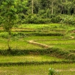 Rice Fields - Laos