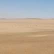 Flamingo - Namibia