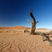 Dead Tree at Sossusvlei, Namibia
