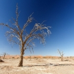 Dead Tree at Sossusvlei, Namibia