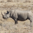 Black Rhino - Etosha Safari Park in Namibia