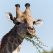 Giraffe - Etosha Safari Park in Namibia