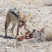 Jackal Eating Springbok - Etosha Safari Park in Namibia