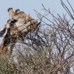 Giraffe Eating - Etosha Safari Park in Namibia