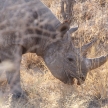 Black Rhino - Etosha Safari Park in Namibia