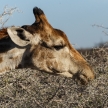Giraffe Eating - Etosha Safari Park in Namibia