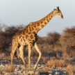 Giraffe - Etosha Safari Park in Namibia