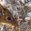 Dik Dik - Etosha Safari Park in Namibia