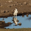 Martial Eagle - Etosha Safari Park in Namibia
