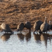 Guineafowl - Etosha Safari Park in Namibia