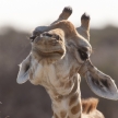 Giraffe - Etosha Safari Park in Namibia