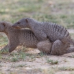 Banded Mongoose - Etosha Safari Park in Namibia