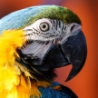 Blue and Yellow Macaw (Ara ararauna)