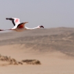Flamingo Flying - Namibia
