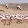 Flamingo Flying - Namibia