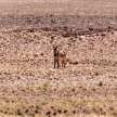 Mountain Zebra at Sossusvlei, Namibia
