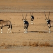 Oryx in Sossusvlei, Namibia