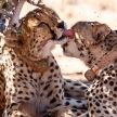 Cheetah Licking in Sossusvlei, Namibia