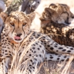 Cheetah in Sossusvlei, Namibia