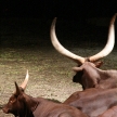 Buffalo - Night Safari, Singapore