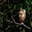 Owl - Night Safari, Singapore