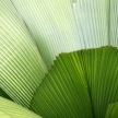 Leaf - Botanical Gardens, Singapore