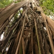 Tree - Botanical Gardens, Singapore